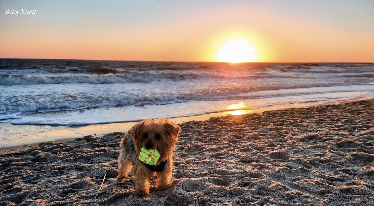 dog on the beach at sunset