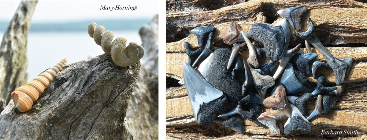 beach fossil seashells and shark teeth