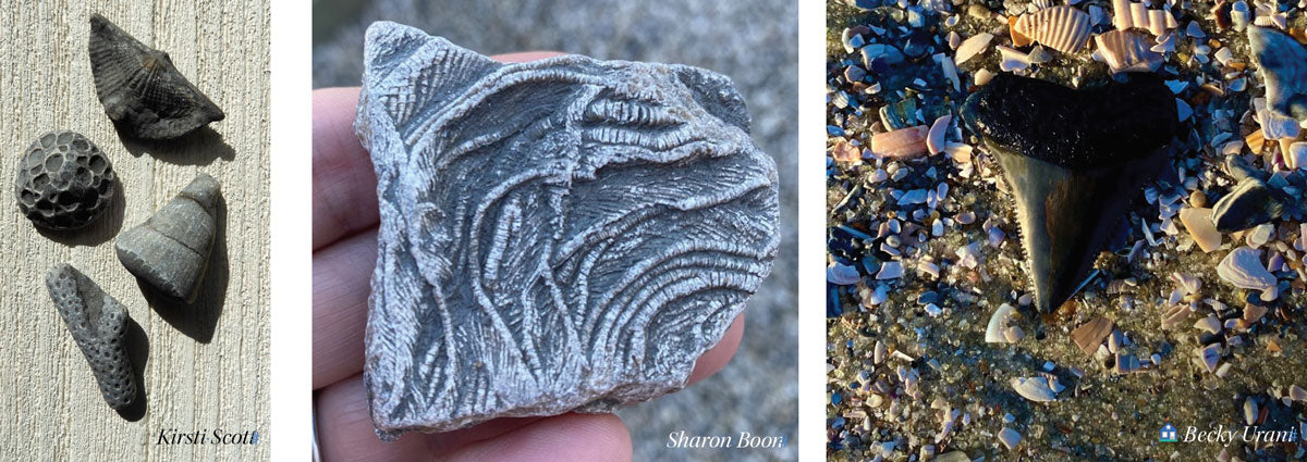 fossilized crinoids seashells corals and shark teeth
