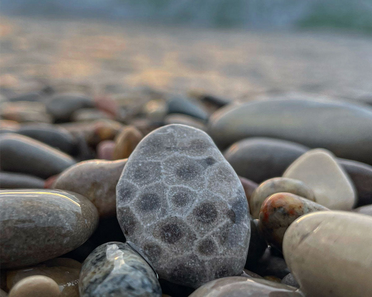 petoskey stone coral fossil on the beach