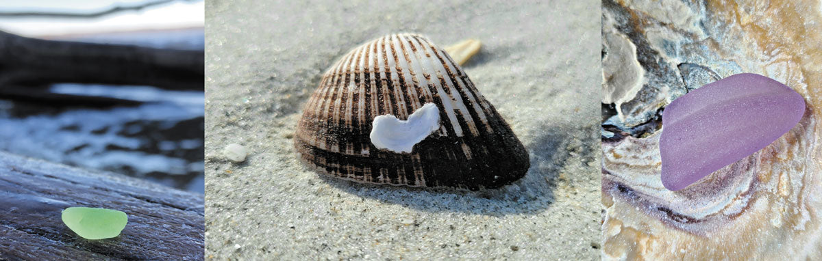 seashells and sea glass