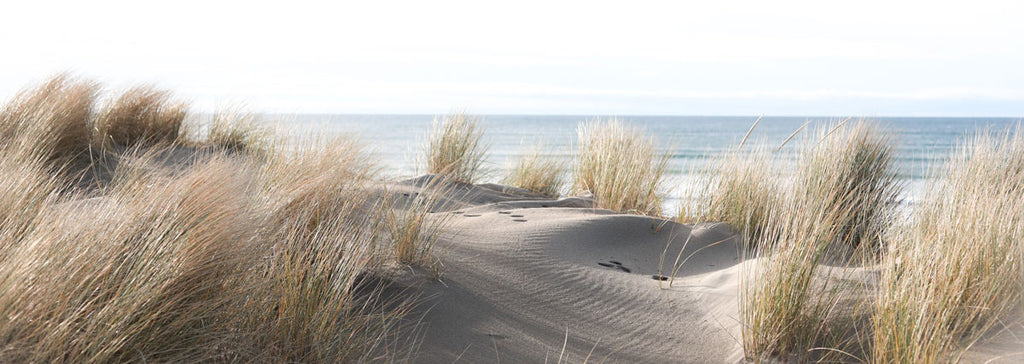 sand dunes by the ocean