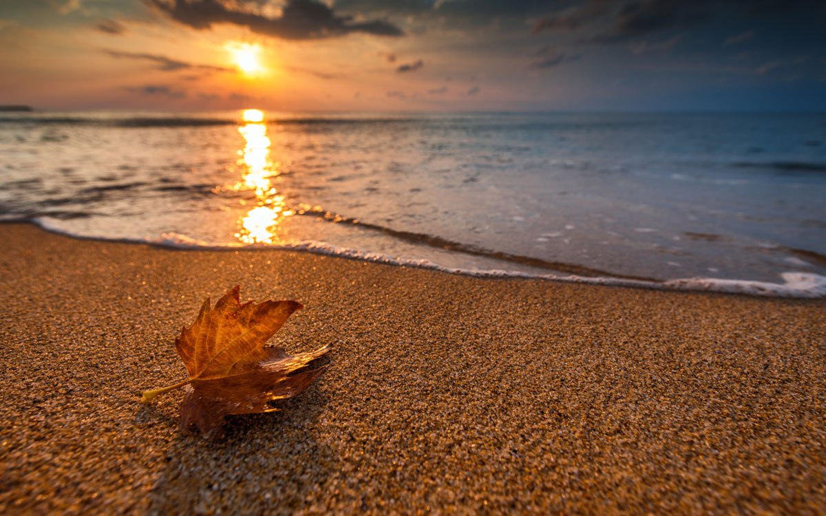 fall leaf on beach