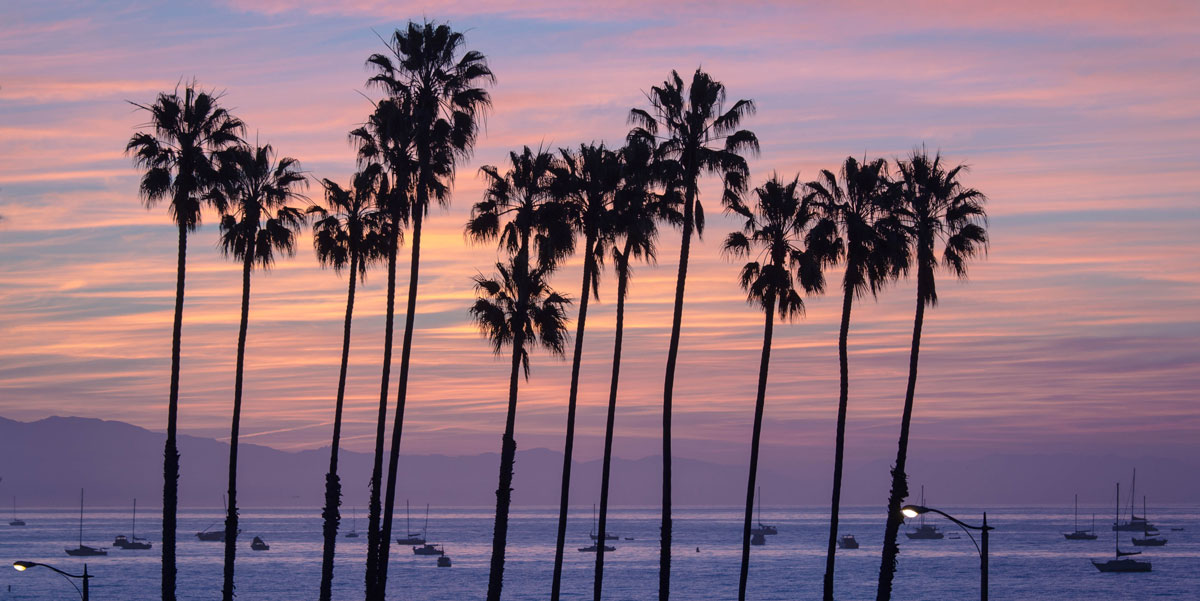 california palm trees over the beach