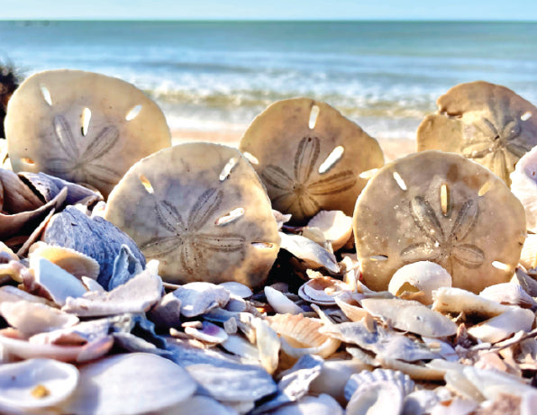 sand dollars on florida beach
