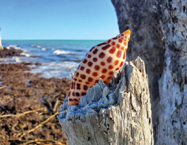 junonia shell on branch by beach