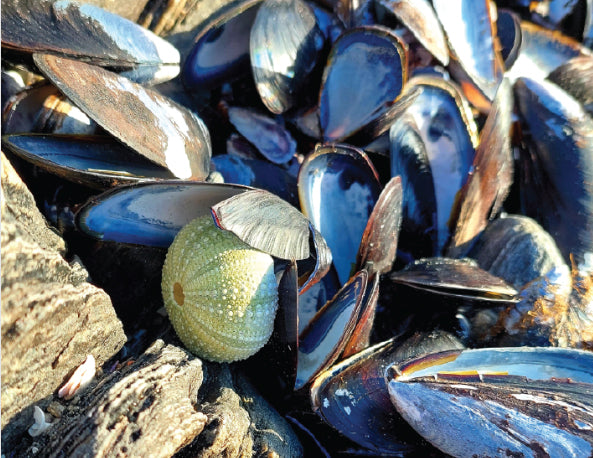 sea urchin nestled with mussel shells south africa