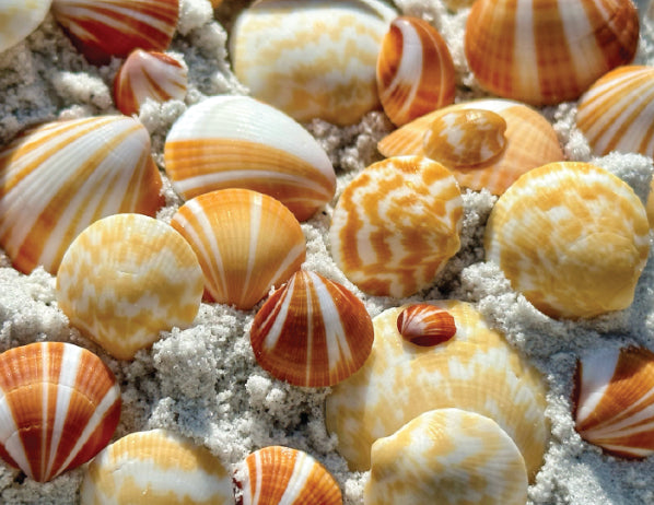 orange and yellow bittersweet seashells florida