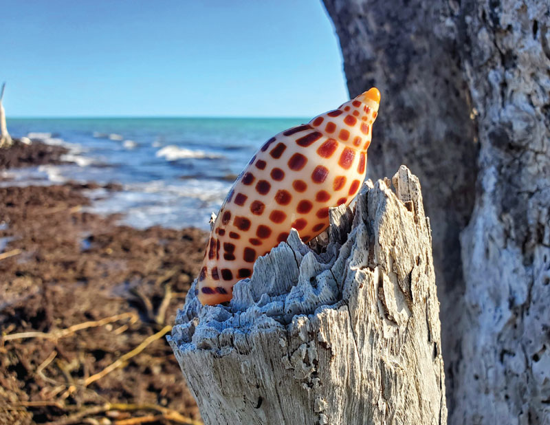 seashell photo