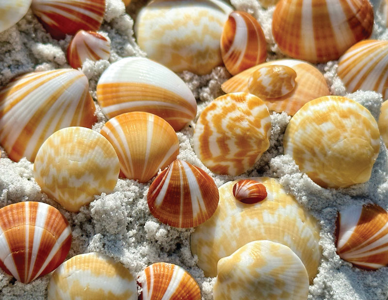 seashell photo contest finalist