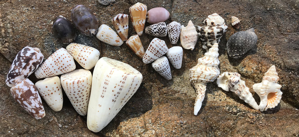 seashell hunting in japan