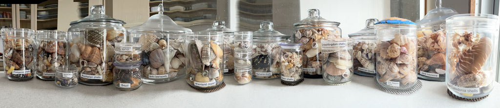 okinawa seashell collection