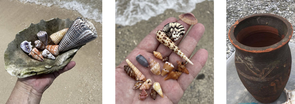 seashells found in japan
