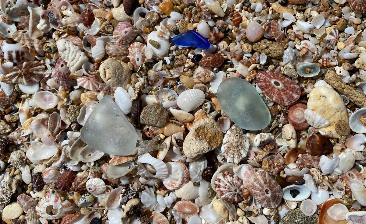 seashells and sea glass near aguadilla puerto rico