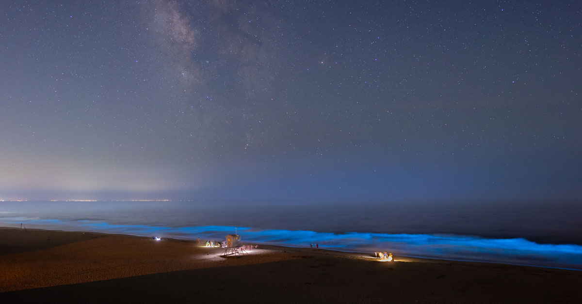 red tide bioluminescent waves santa cruz