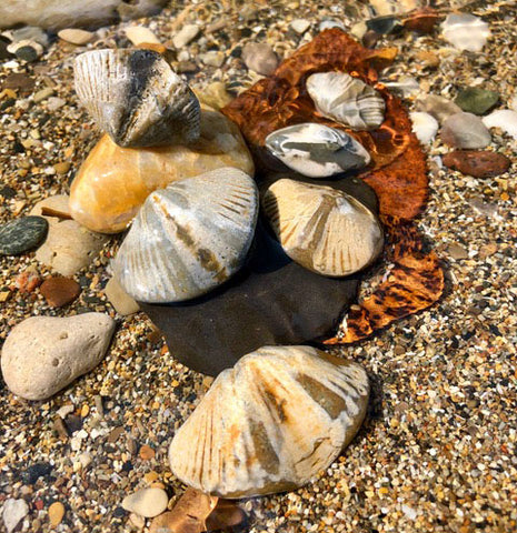 lake michigan brachiopod fossils