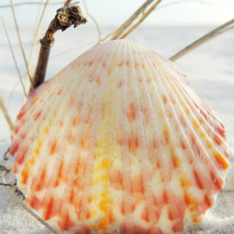 calico scallop shell