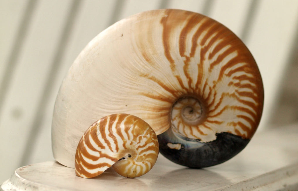 chambered nautilus shells