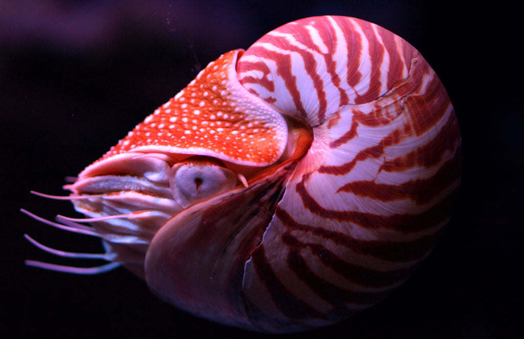 chambered nautilus underwater