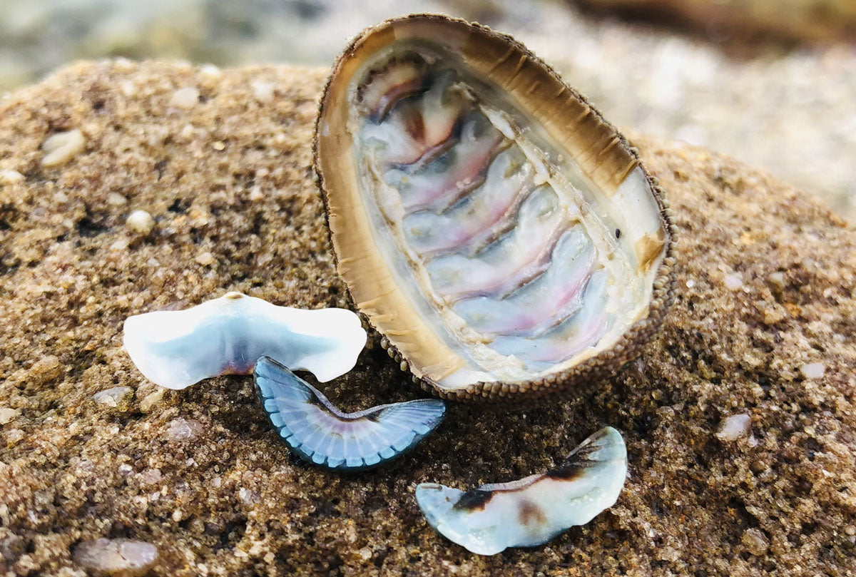 chiton shell on the beach