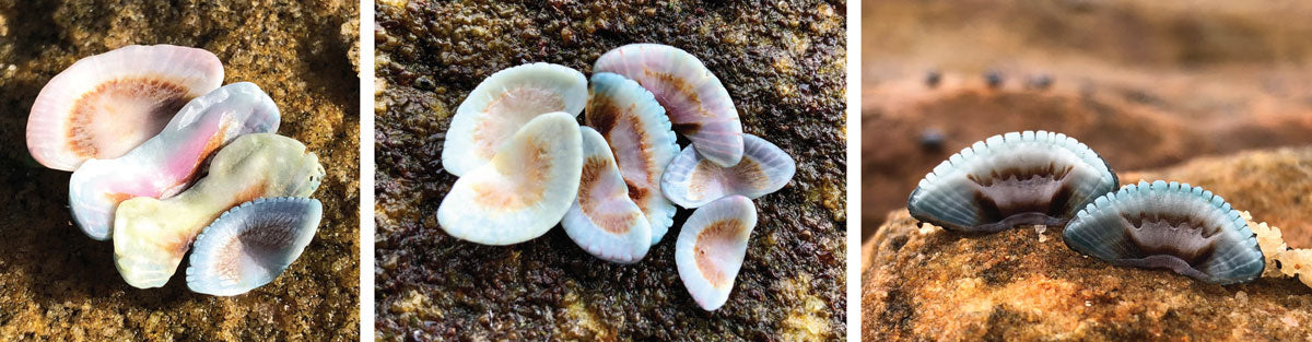 colorful chiton plates