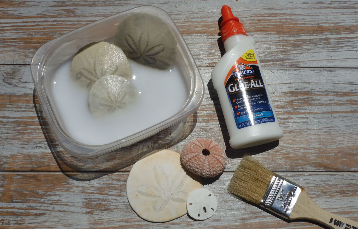 How to Clean Seashells After Your Beach Trip - 2 Bees in a Pod