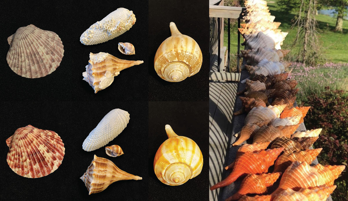 cleaning seashells before and after