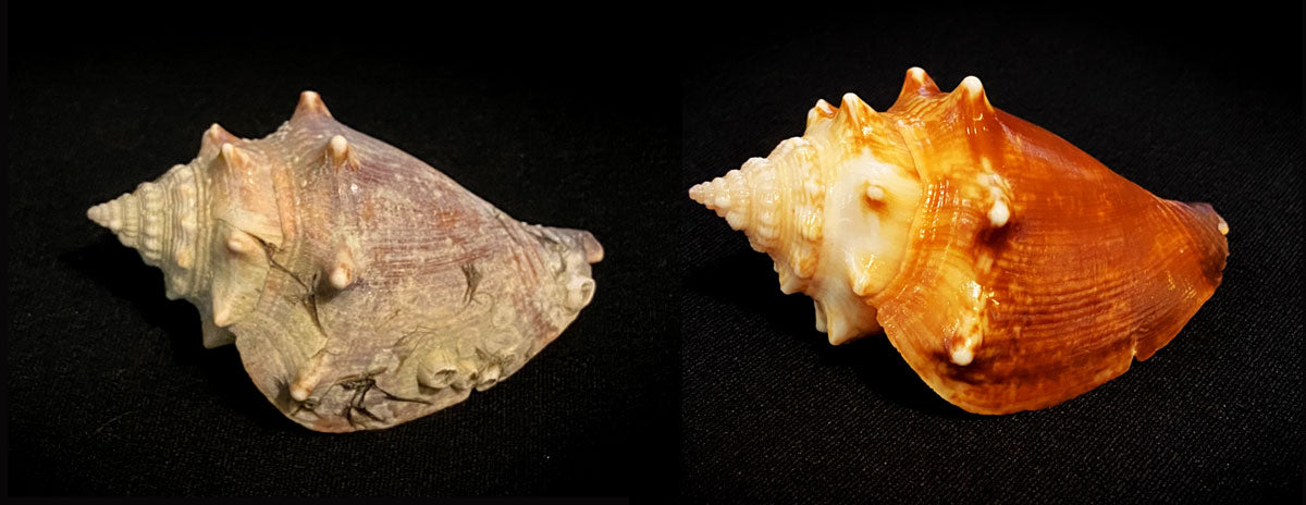 before and after cleaning and shining seashell