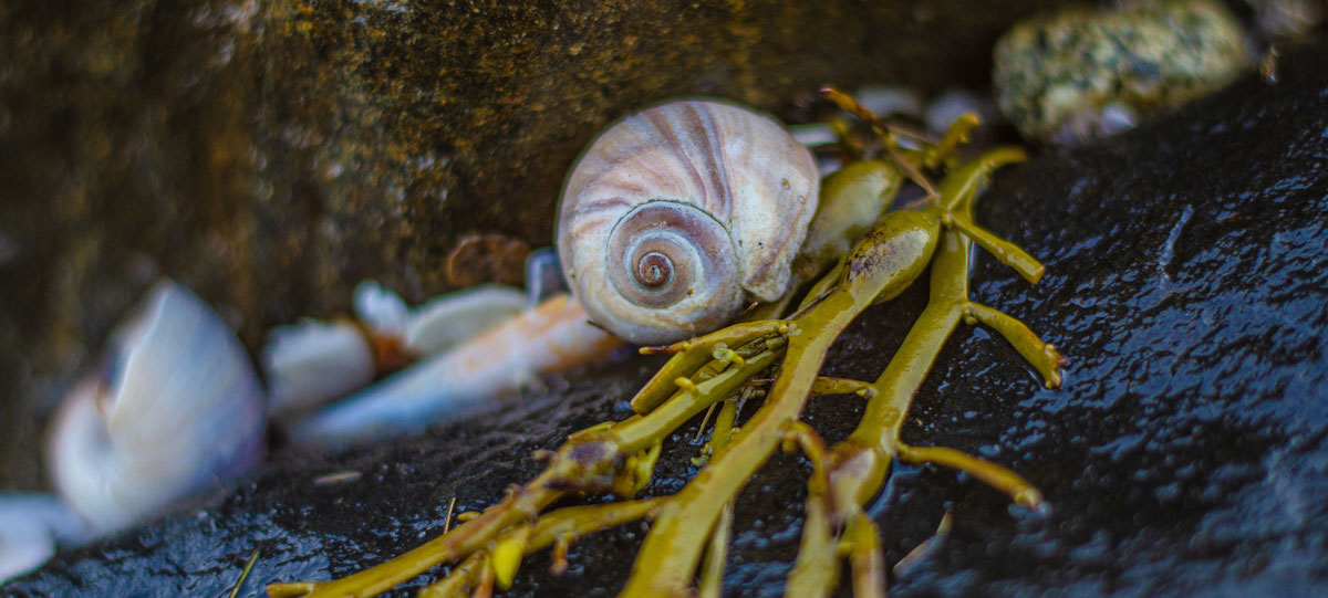 Premium Photo  A spiral seashell on a sea beach close up