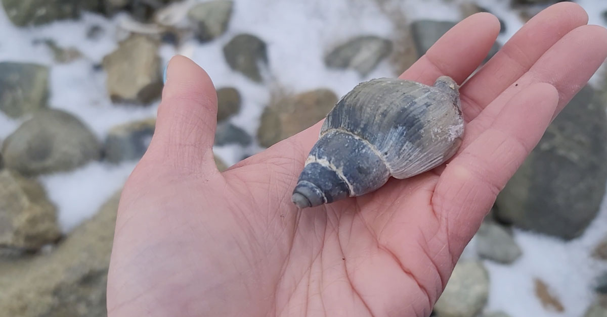 snail seashell on snowy beach in new england