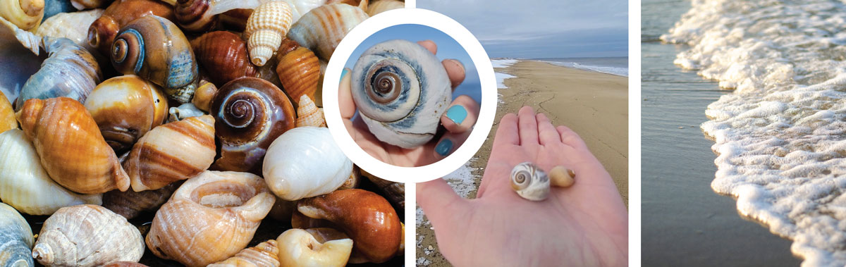colorful seashells from new england