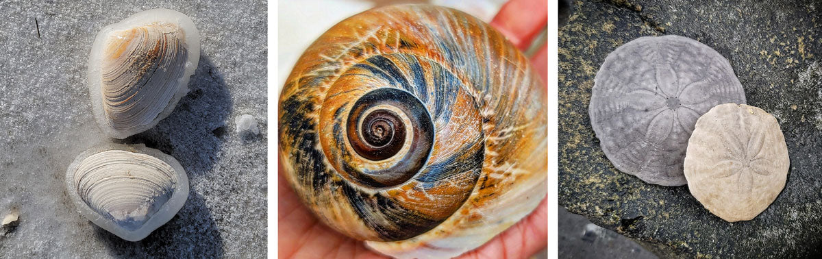 Shells are found in a small water pool, and colorful pearls are collected  after opening mussels 