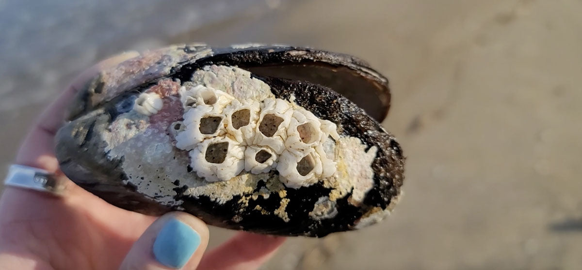 barnacles on a mussel shell