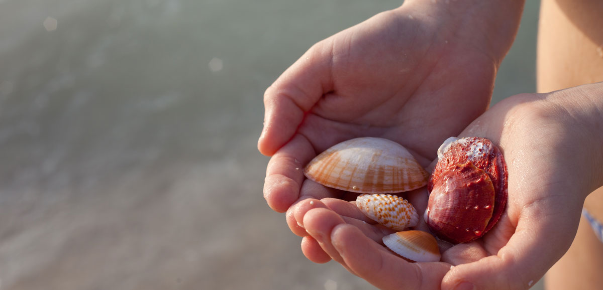 handful of seashells