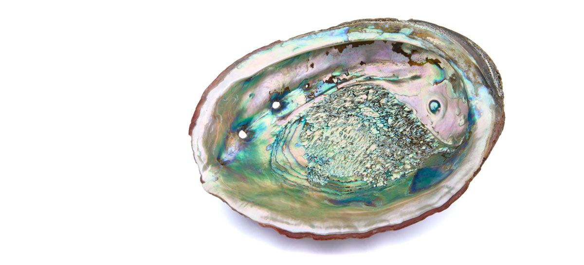 abalone shell inside