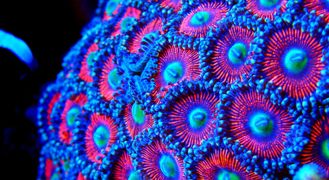 hexagonal coral