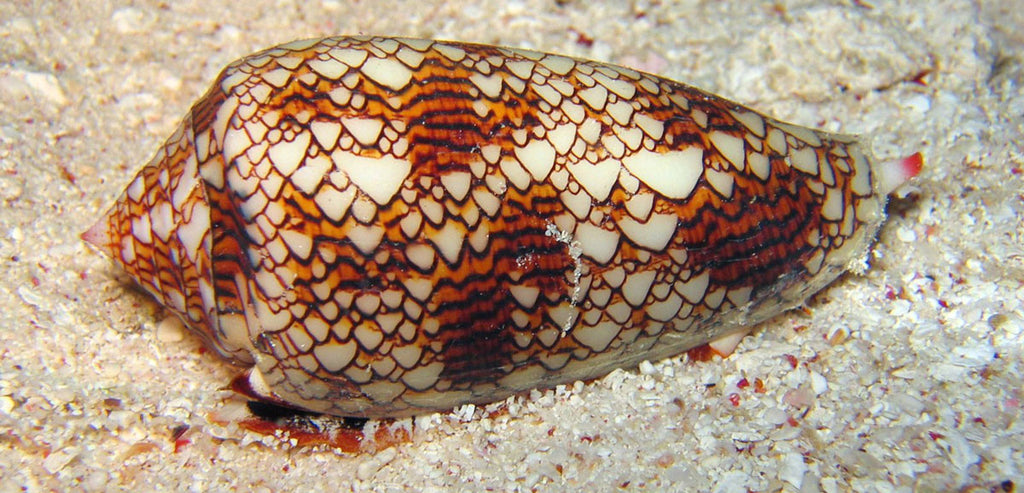 Interesting shells: from bizarre biology to cunning counterfeits