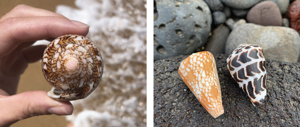 Interesting shells: from bizarre biology to cunning counterfeits