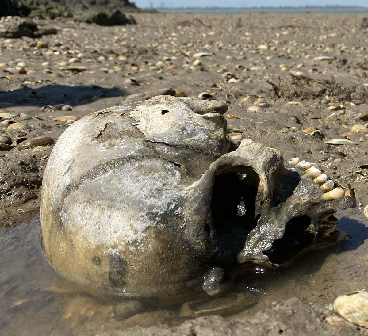 skull found on the thames river