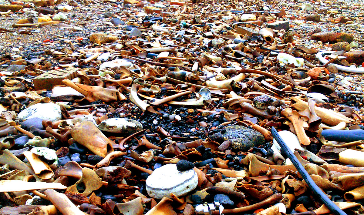 Bones on the foreshore in Greenwich (Jason Sandy).