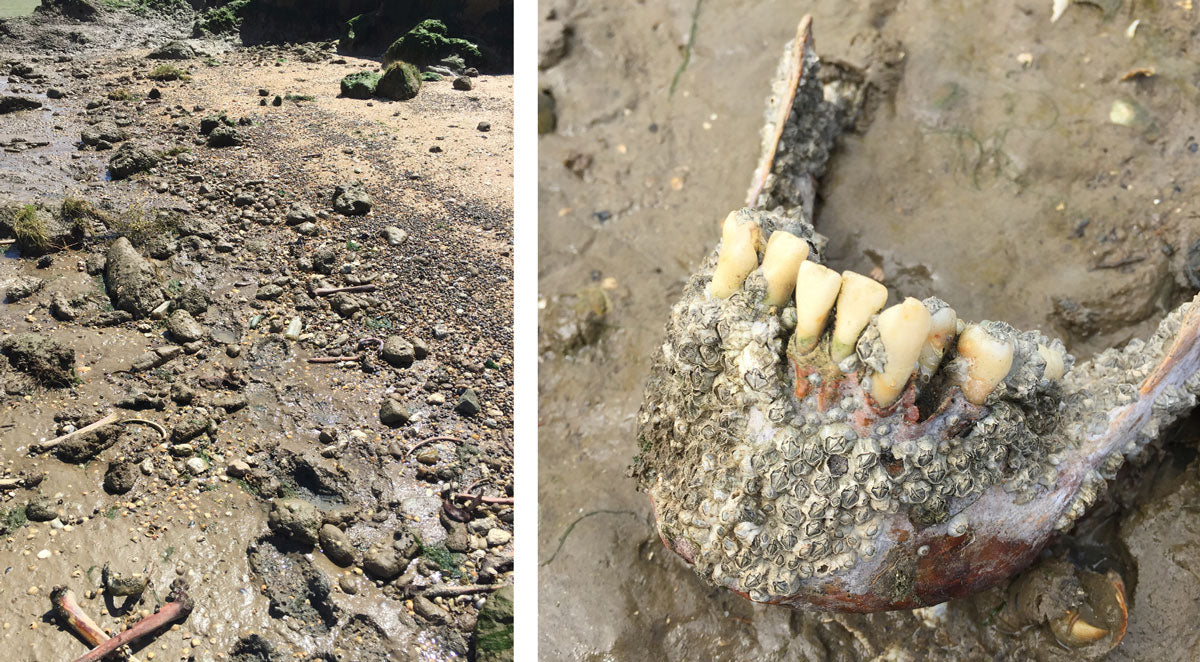 Left: Bones lying on Deadman’s Island (Simon Bourne). Right: Jawbone with teeth and barnacles (Simon Bourne).