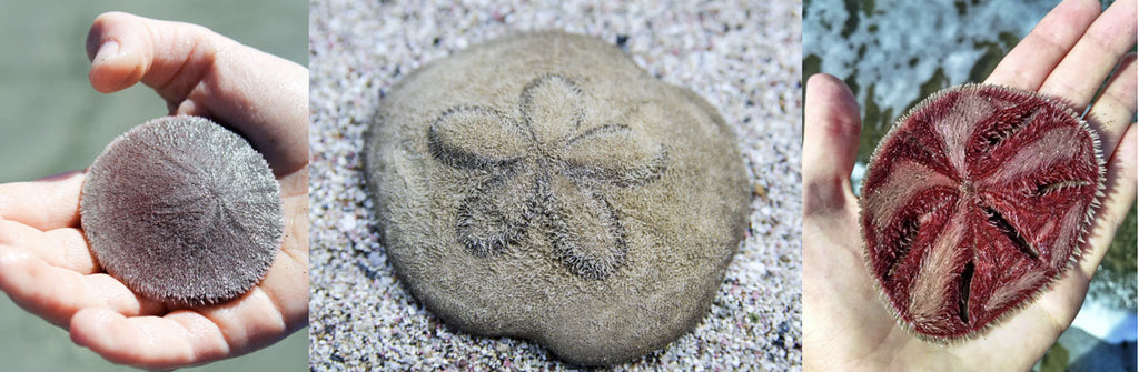 How To Identify Live Sand Dollars Beachcombing Magazine