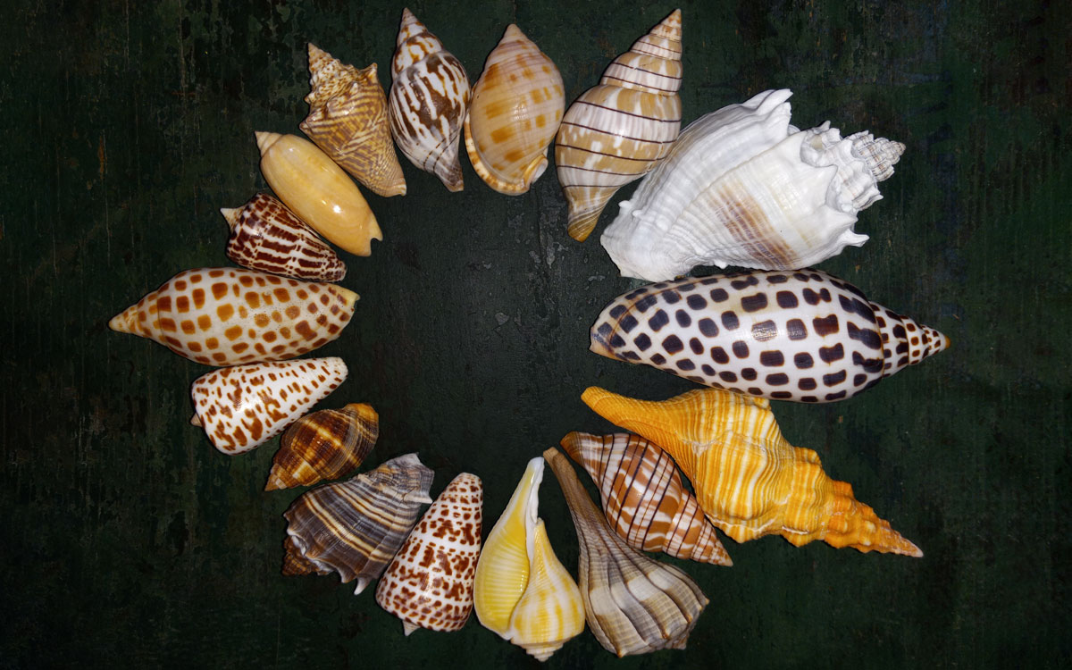 collection of shells from florida