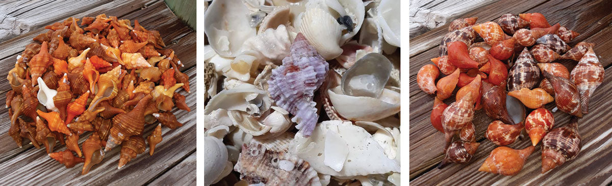 sea shell collection