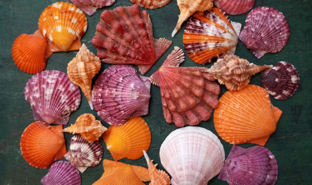 colorful seashells from florida lion paw scallop
