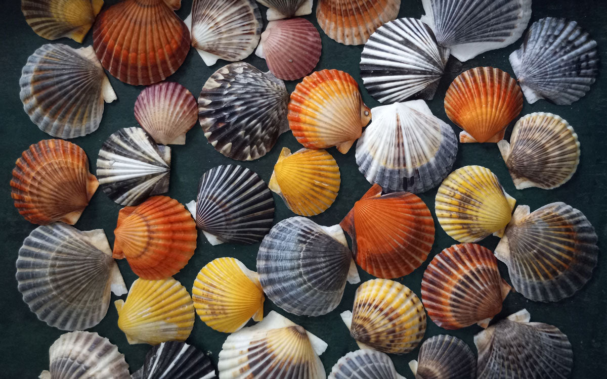 orange yellow black white scallop shells