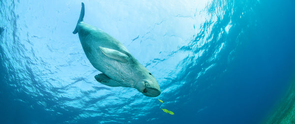 dugong manatee mermaid