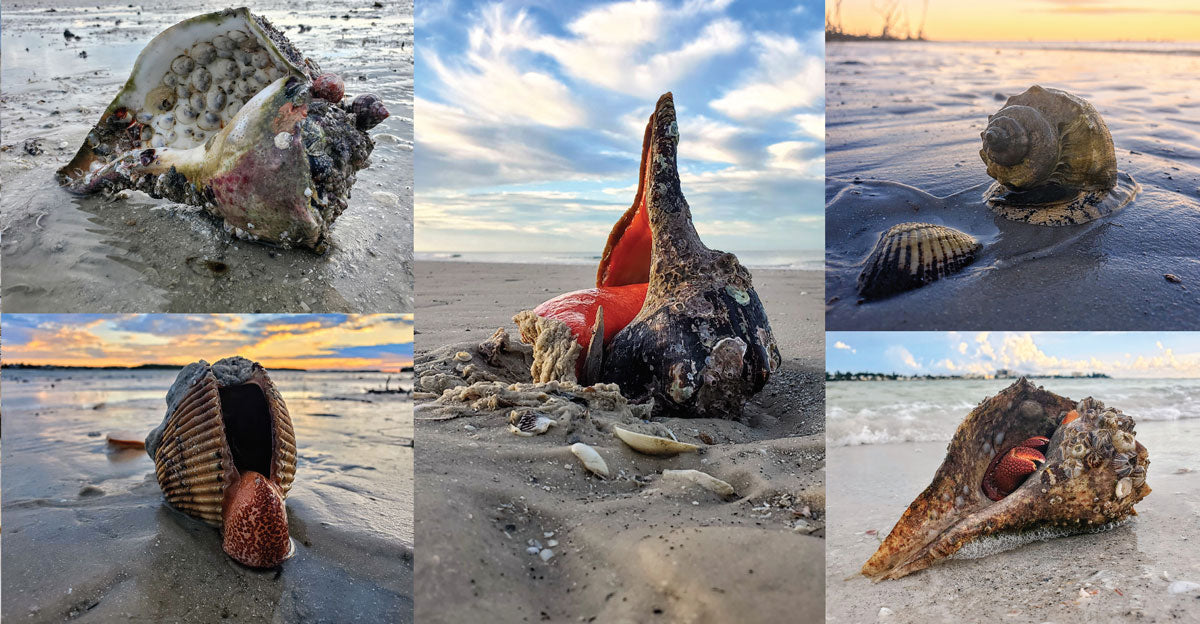 live mollusks on beach in florida