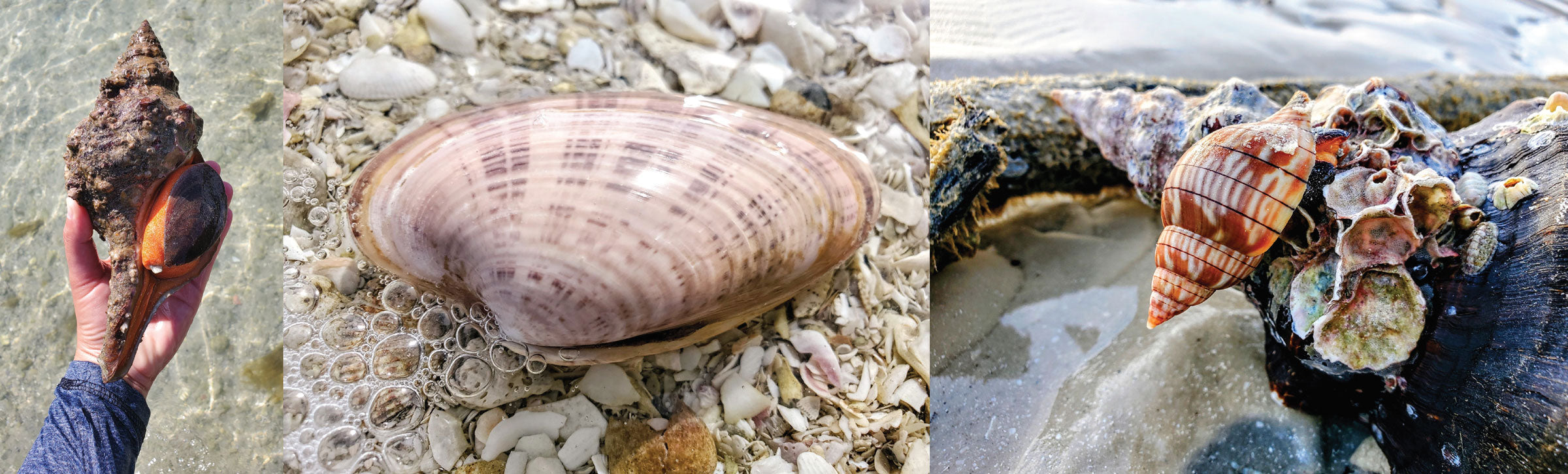 living florida seashell animal mollusks