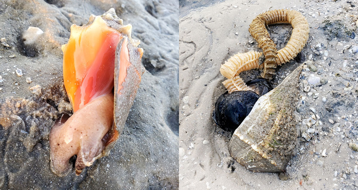 alive mollusks on beach whelk laying eggs on beach